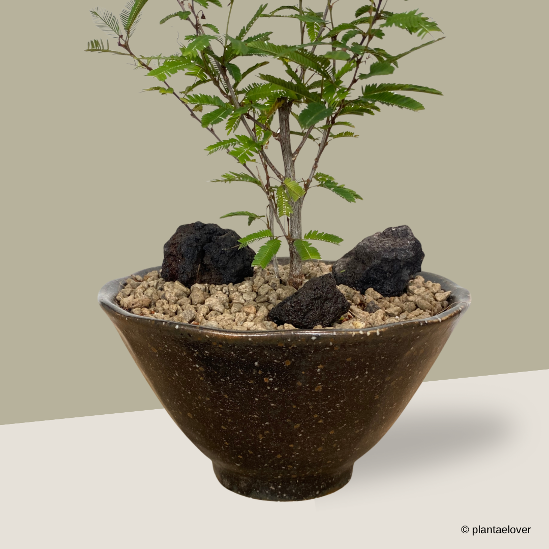 Powderpuff Plant in Meiji Pot