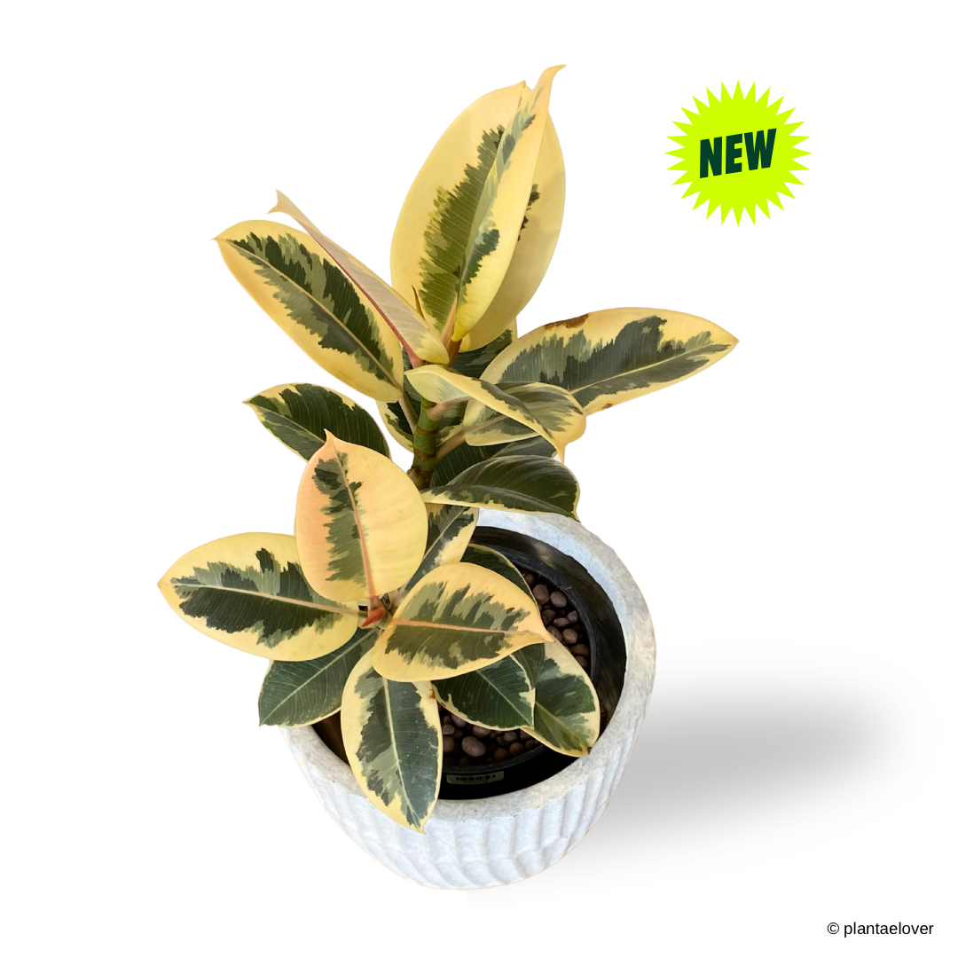 Ficus Elastica ‘Tineke’ in Titanium Pot