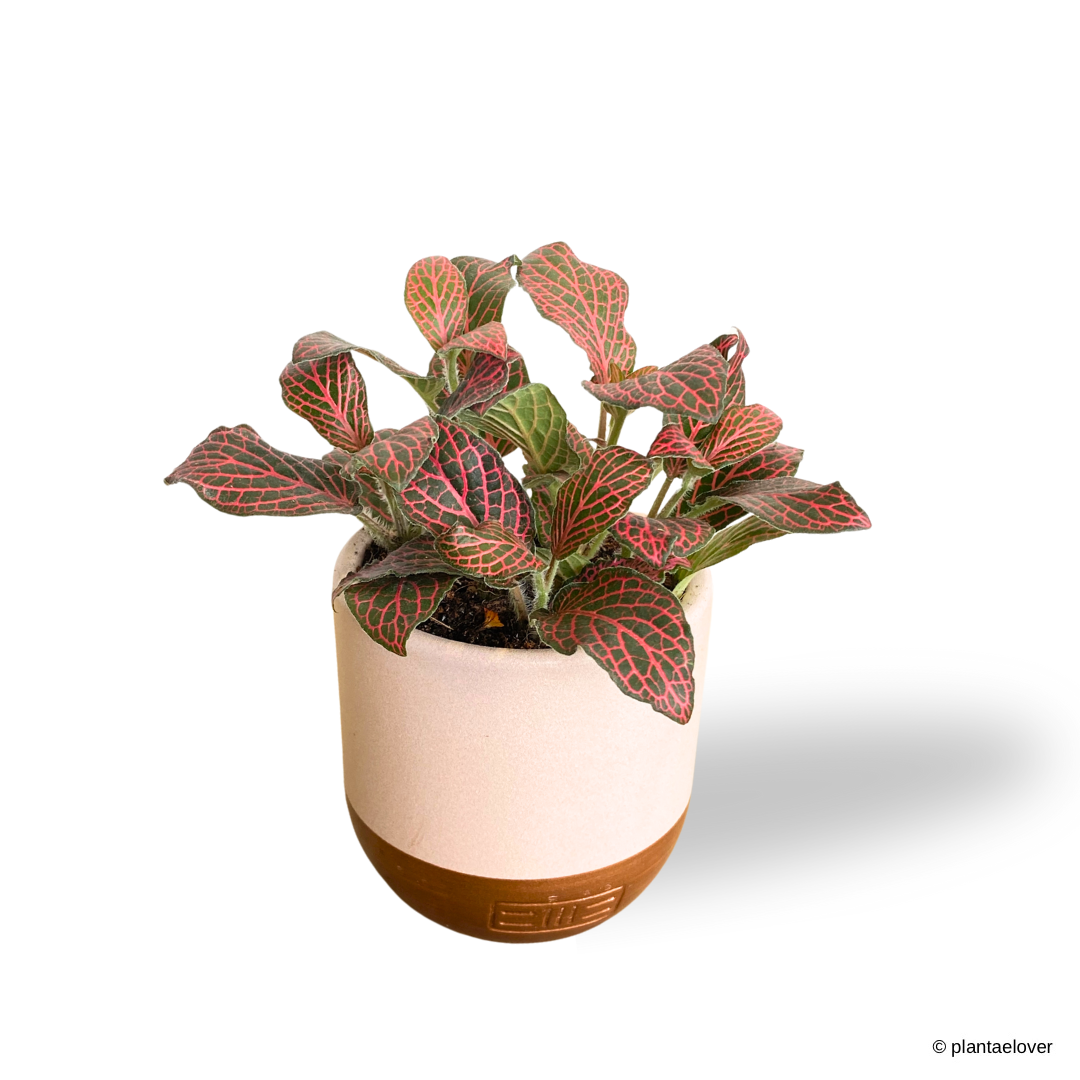 Fittonia in TLB Pot
