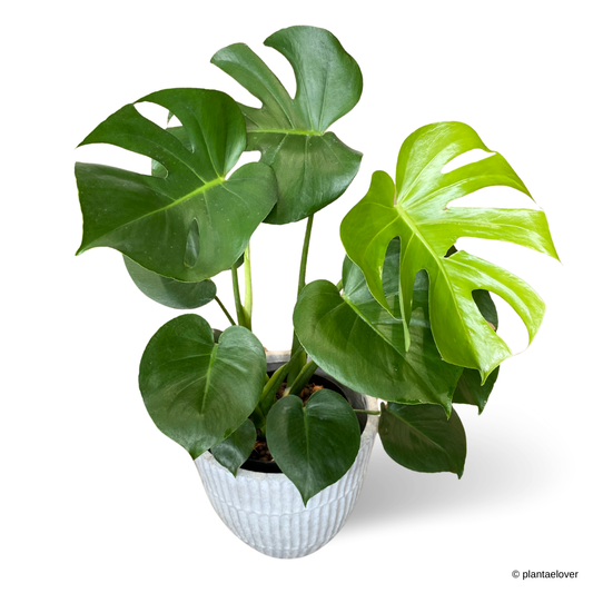 Monstera Deliciosa in Titanium Pot