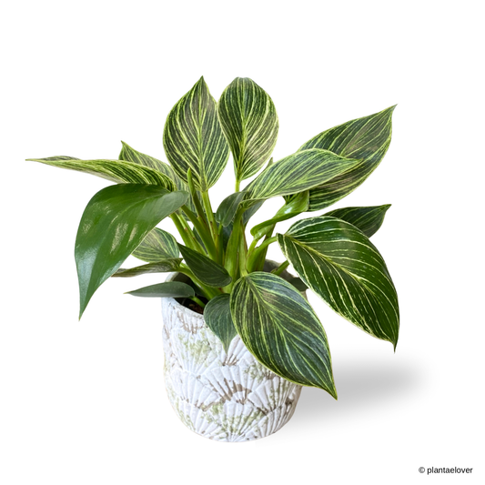 Philodendron Birkin in Greenshell Pot