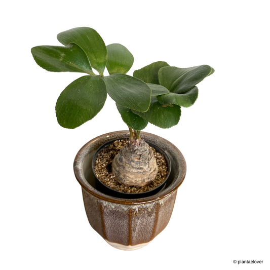 Cardboard Palm in Ember Pot