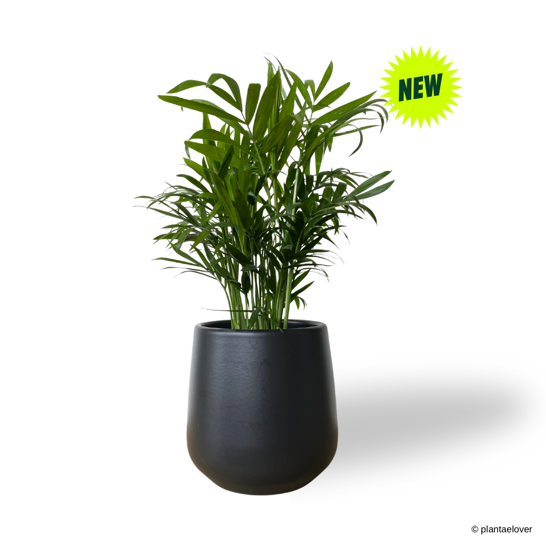 Bamboo Palm in Sabel Pot
