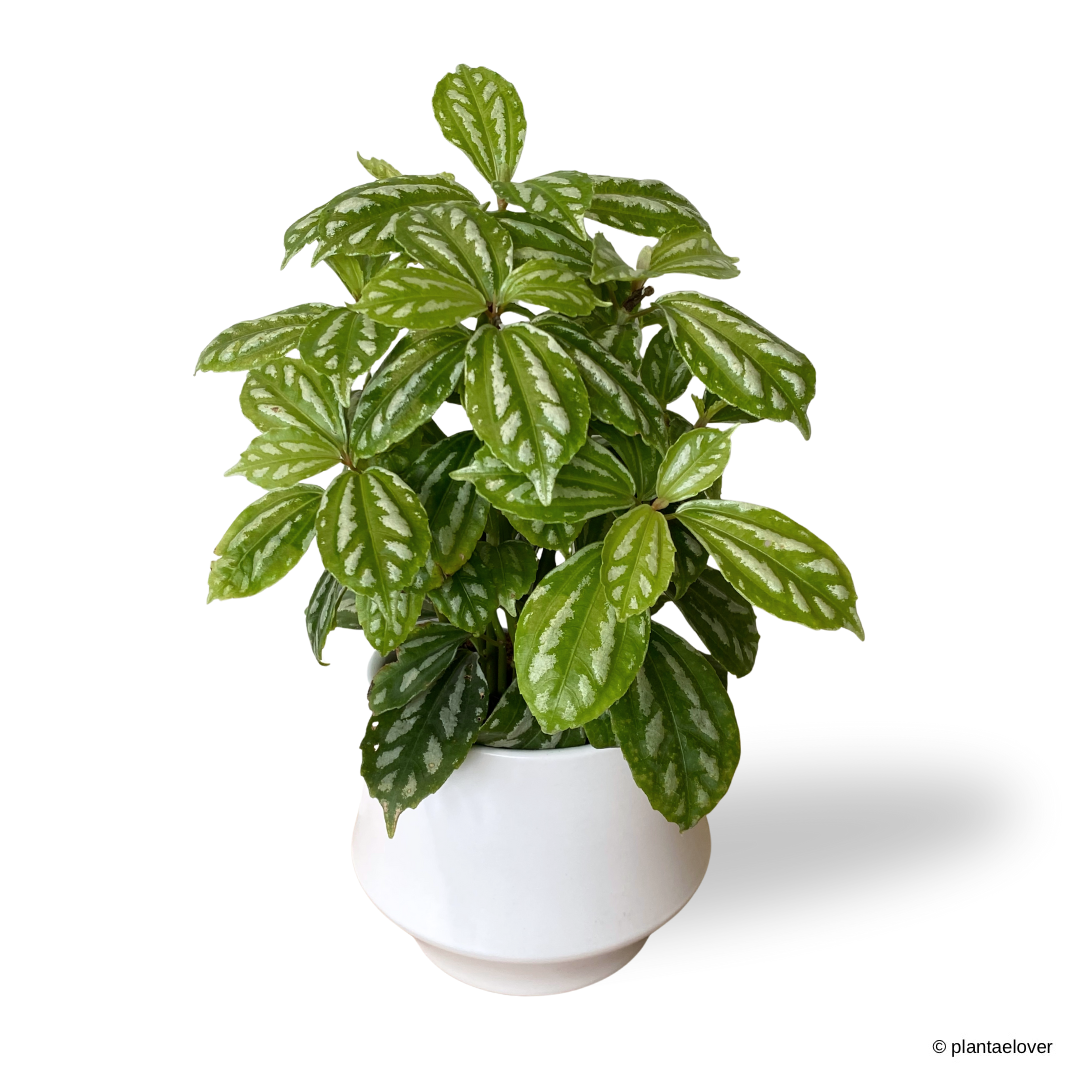 Pilea Cadierei in Lantern Pot