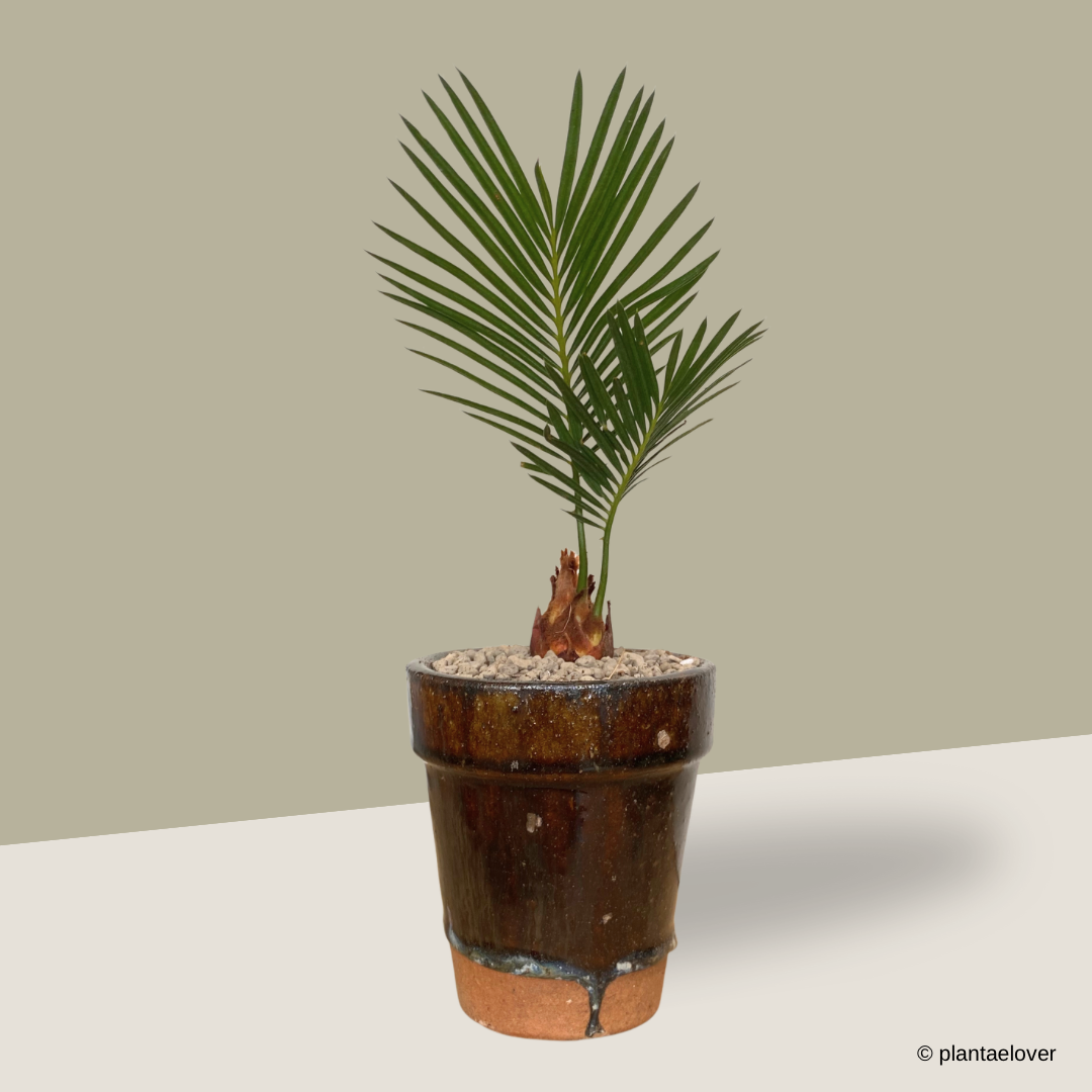 Sago Palm in Rustic Pot – plantaelover