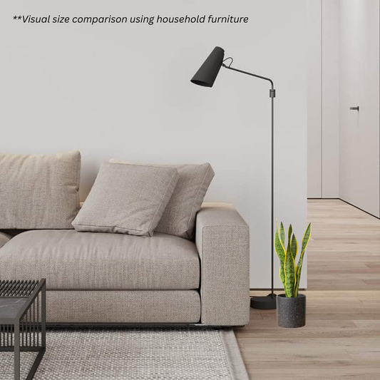 Sansevieria Trifasciata Laurentii in Galaxy Pot