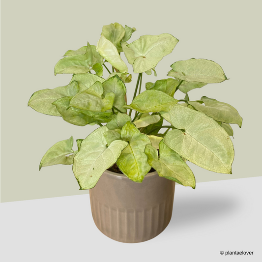 Syngonium Pixie in Griege Pot