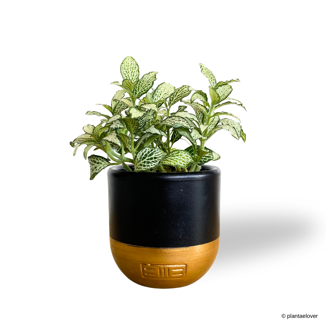 Fittonia in TLB Pot