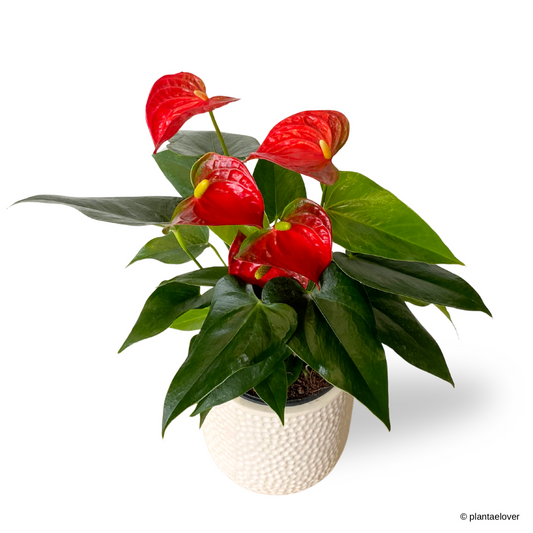 Anthurium Fiancee in Powder Pot