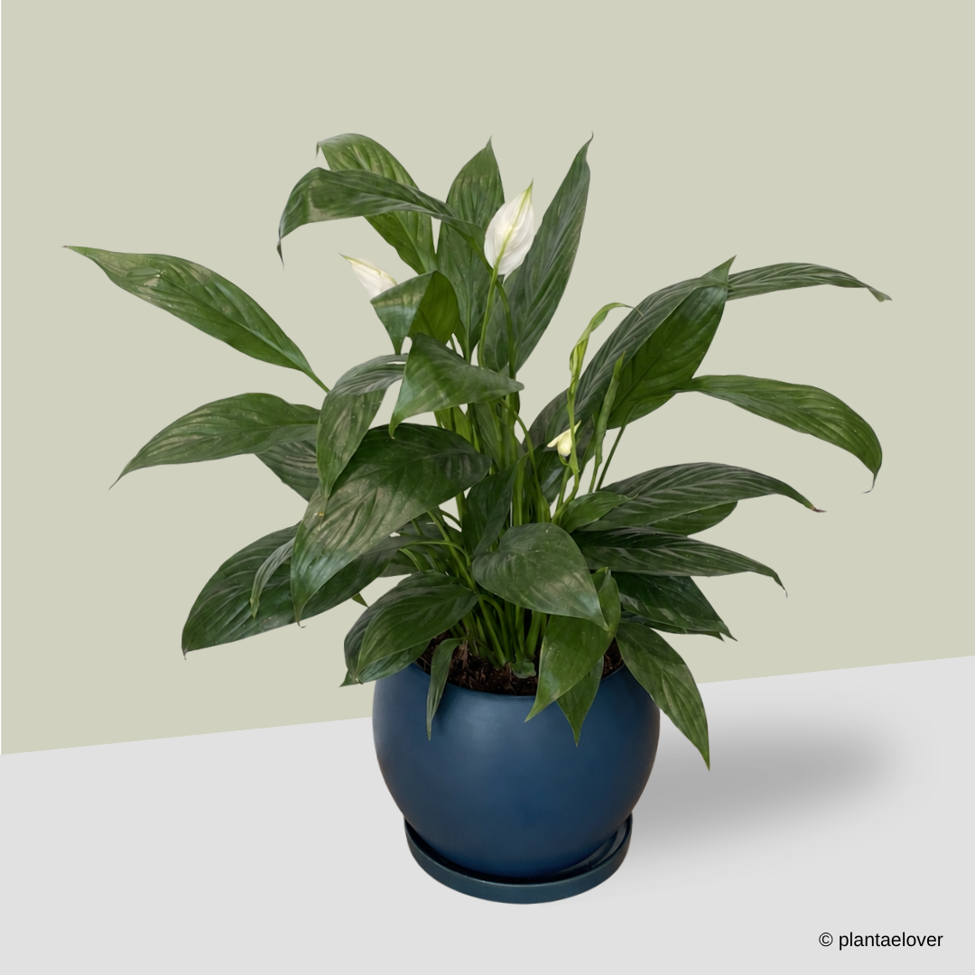 Peace Lily in Royal Blue Pot