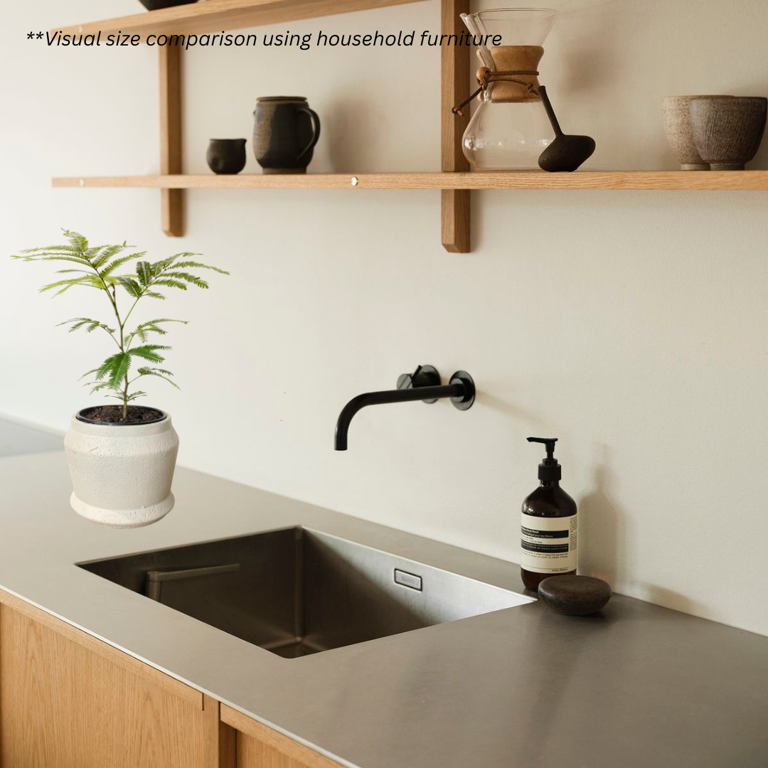 Japanese Everfresh Tree in Graphite Pot