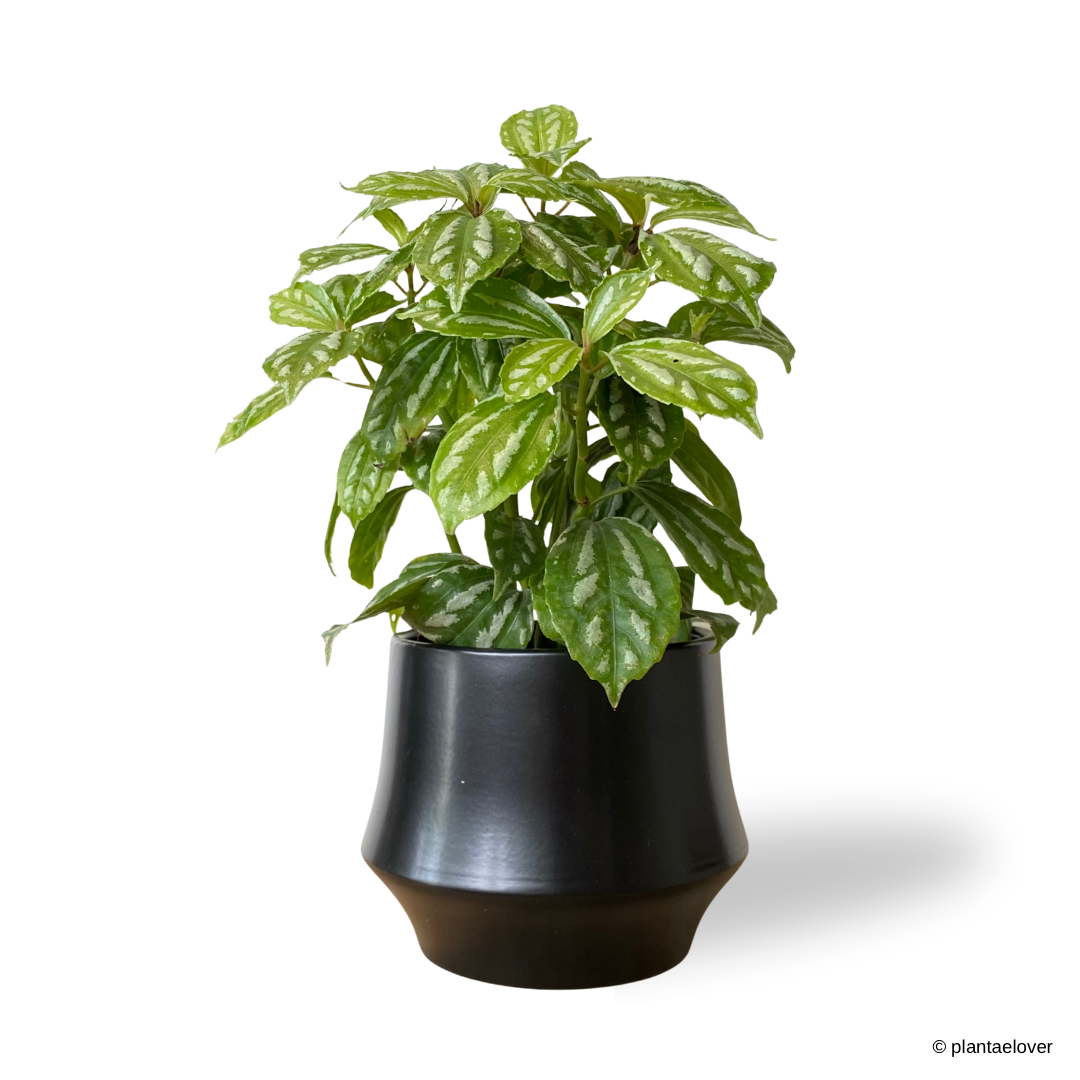 Pilea Cadierei in Lantern Pot