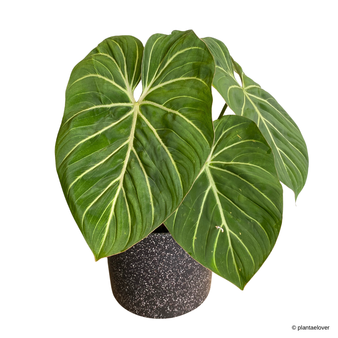 Philodendron Gloriosum in Galaxy Pot