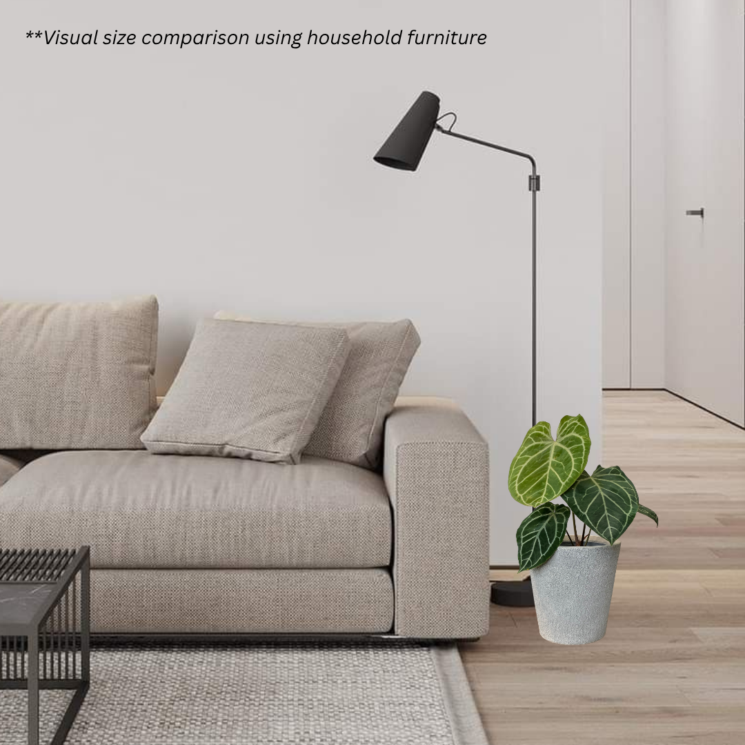 Anthurium Crystallinum in Sandy Pot