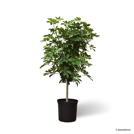 Schefflera Arboricola