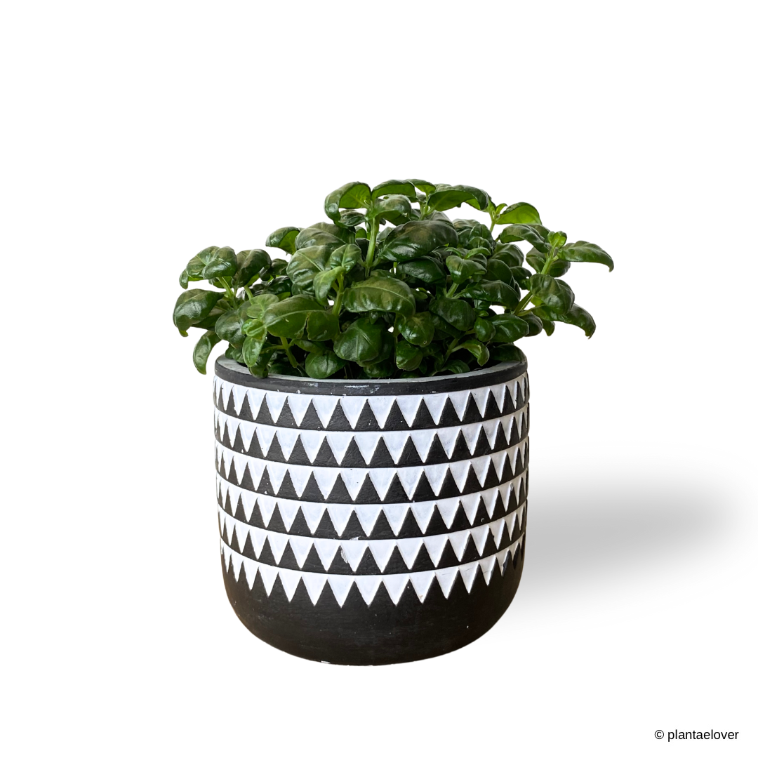 Bubble Plant in Mono Pot