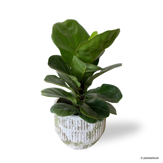 Ficus Lyrata in Willow Pot