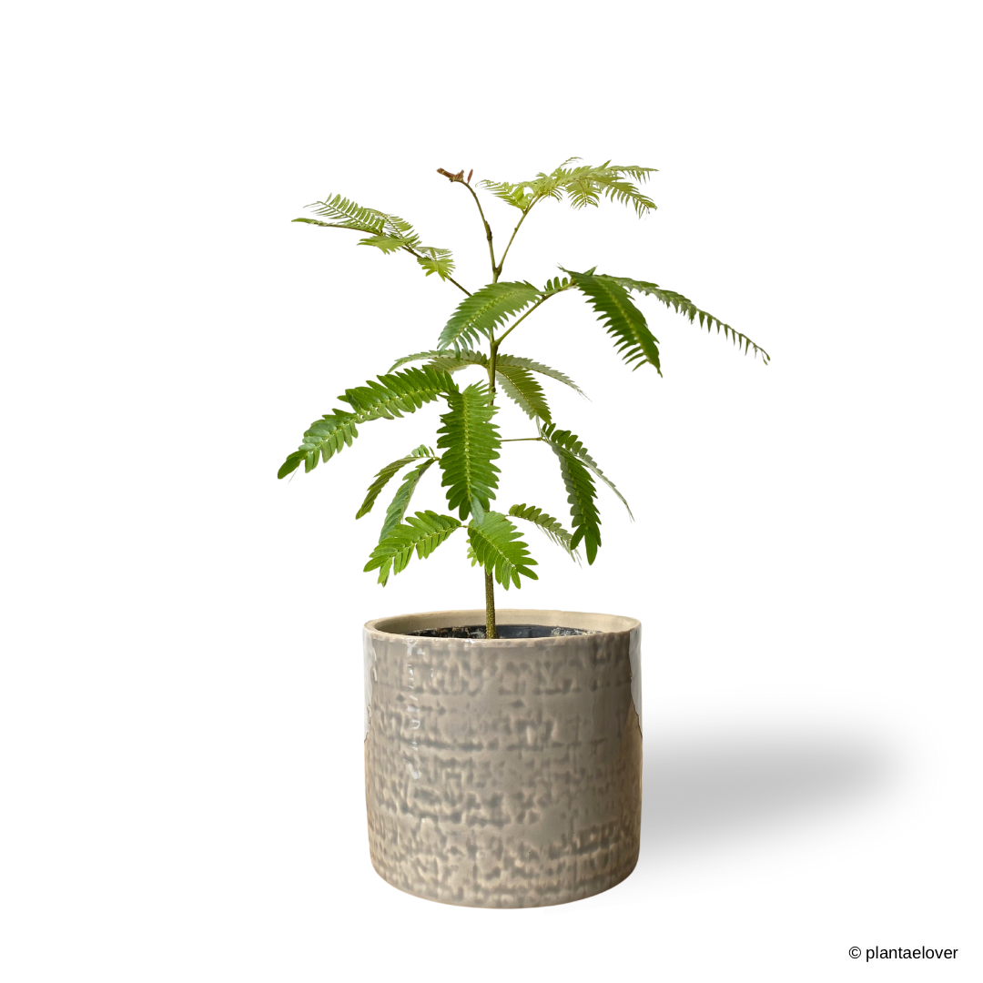 Japanese Everfresh Tree in Fossil Pot – plantaelover