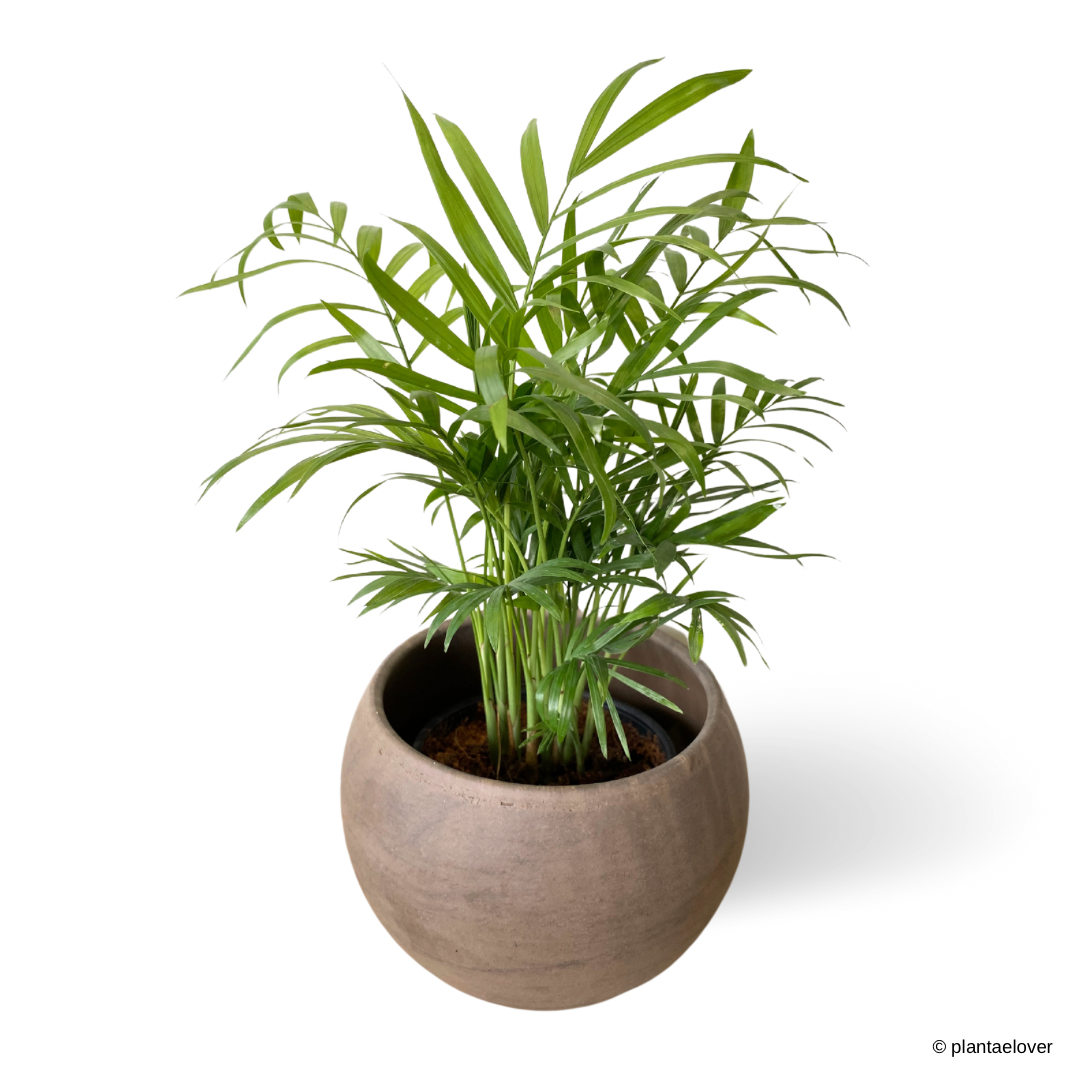 Chamaedorea Elegans in SPANG Pot