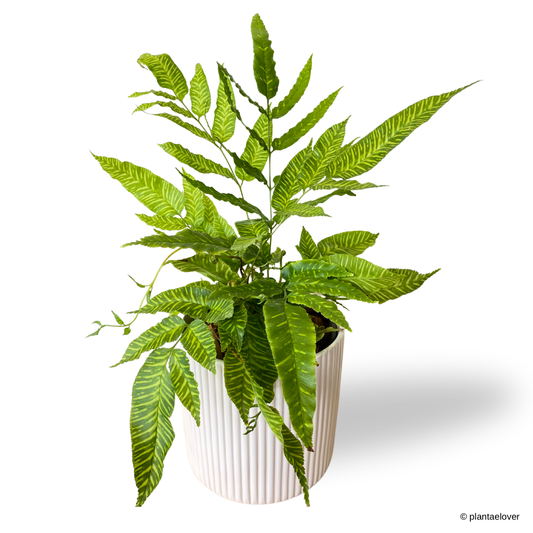 Golden Zebra Fern in Cylindrica Pot
