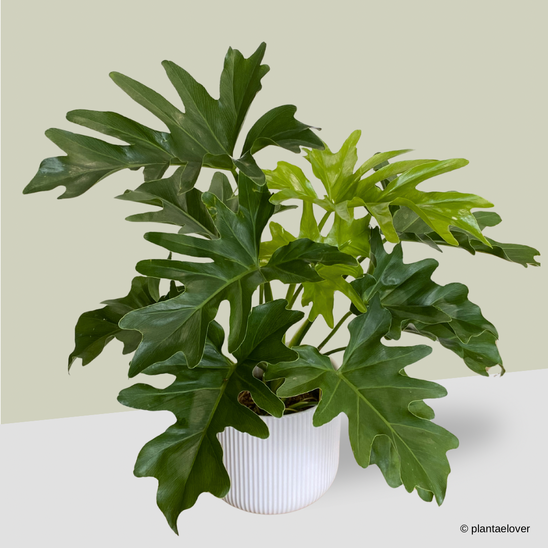 Philodendron Selloum in Cylindrica Pot