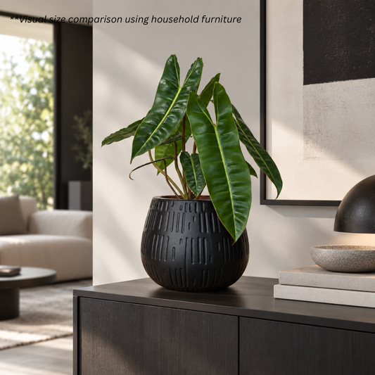 Philodendron Billietiae in Forma Pot