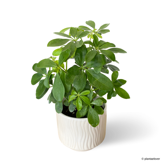 Schefflera Arboricola in Airy Pot