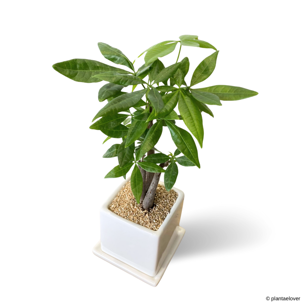 Pachira Aquatica in Moji Pot