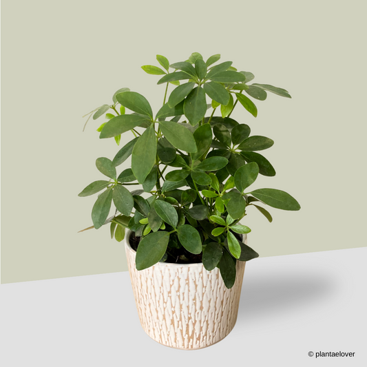 Schefflera Arboricola in Harlequin Pot