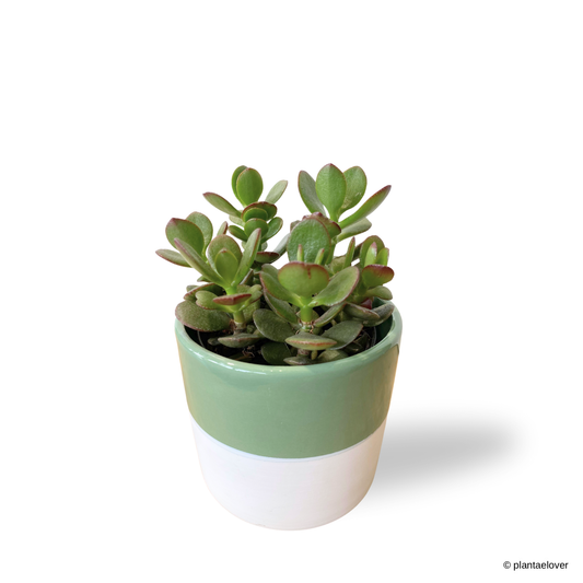 Crassula Ovata in Lapis Pot