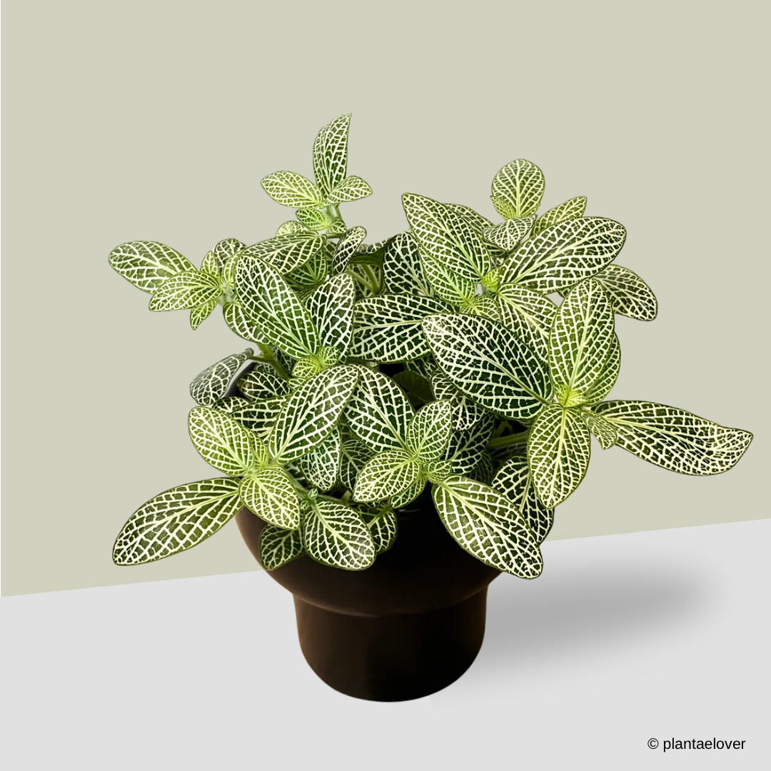 Fittonia in Dodo Pot