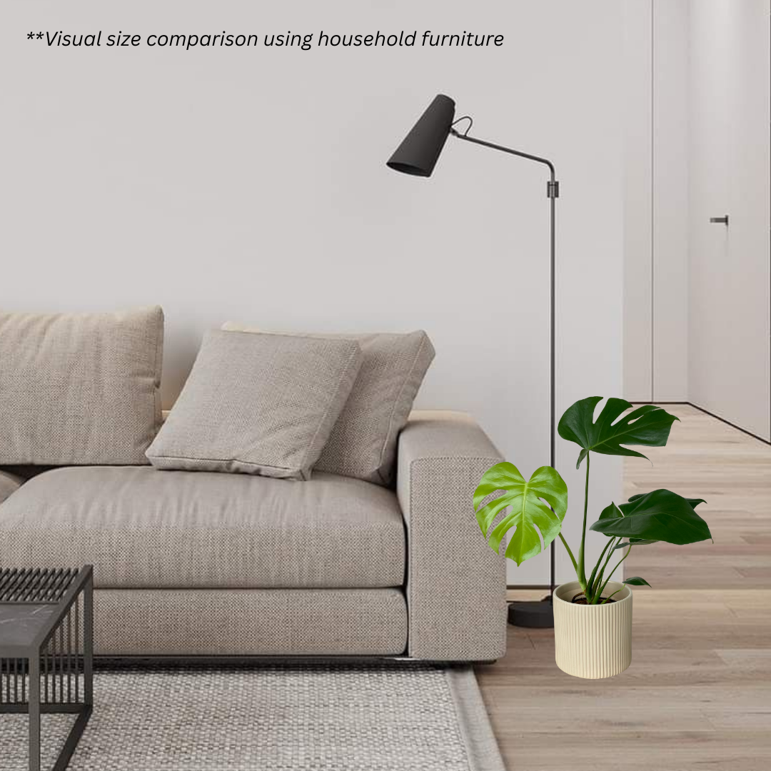 Monstera Deliciosa in Cylindrica Pot