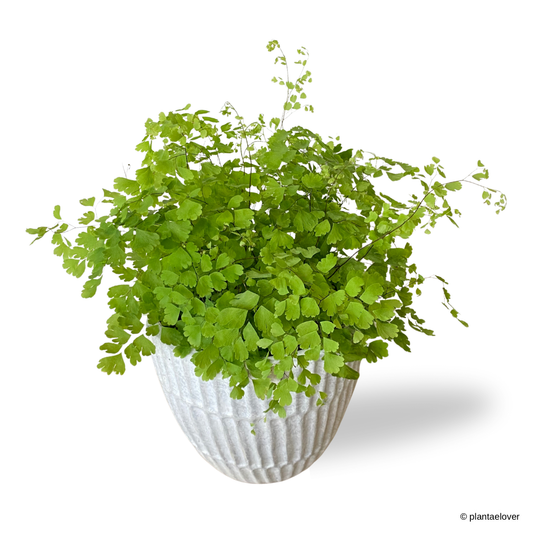 Maidenhair Fern in Titanium Pot