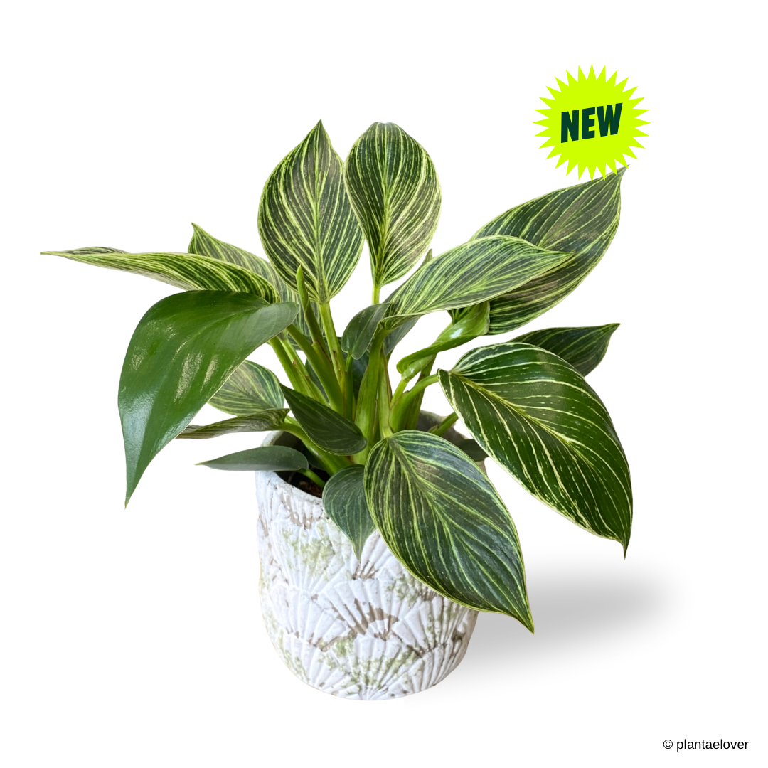 Philodendron Birkin in Greenshell Pot