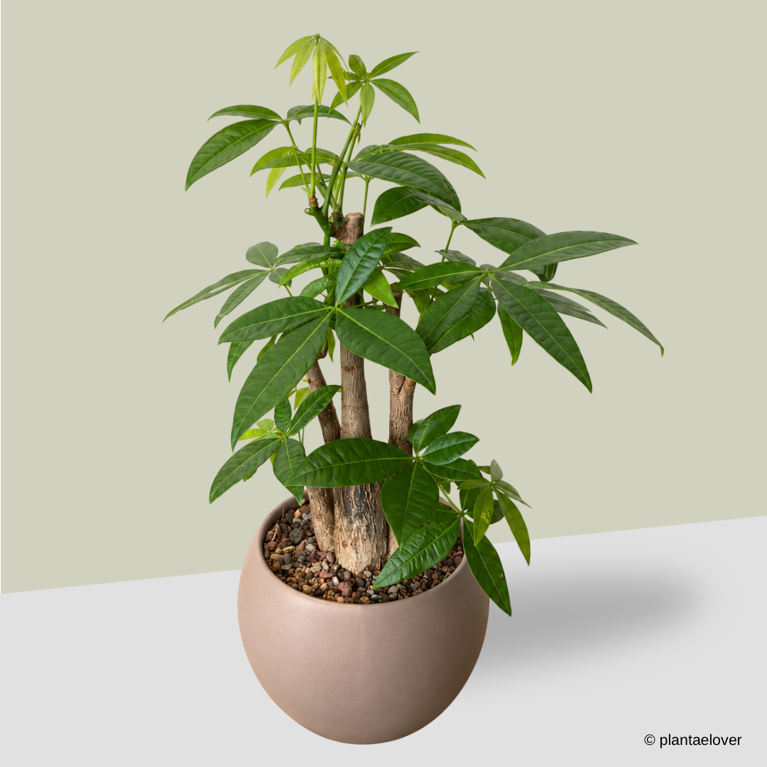 Pachira Aquatica in Mars Pot