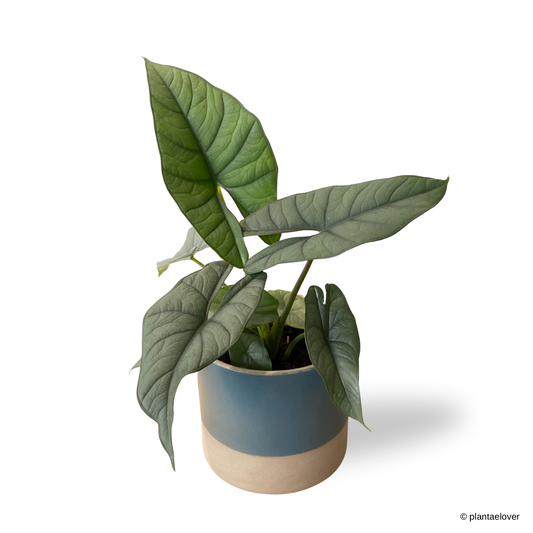 Alocasia Platinum in Bondi Pot