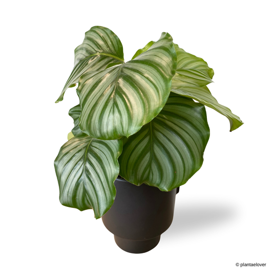 Calathea Orbifolia in Aurora Pot