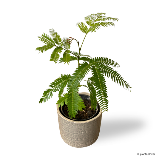 Japanese Everfresh Tree in Fossil Pot