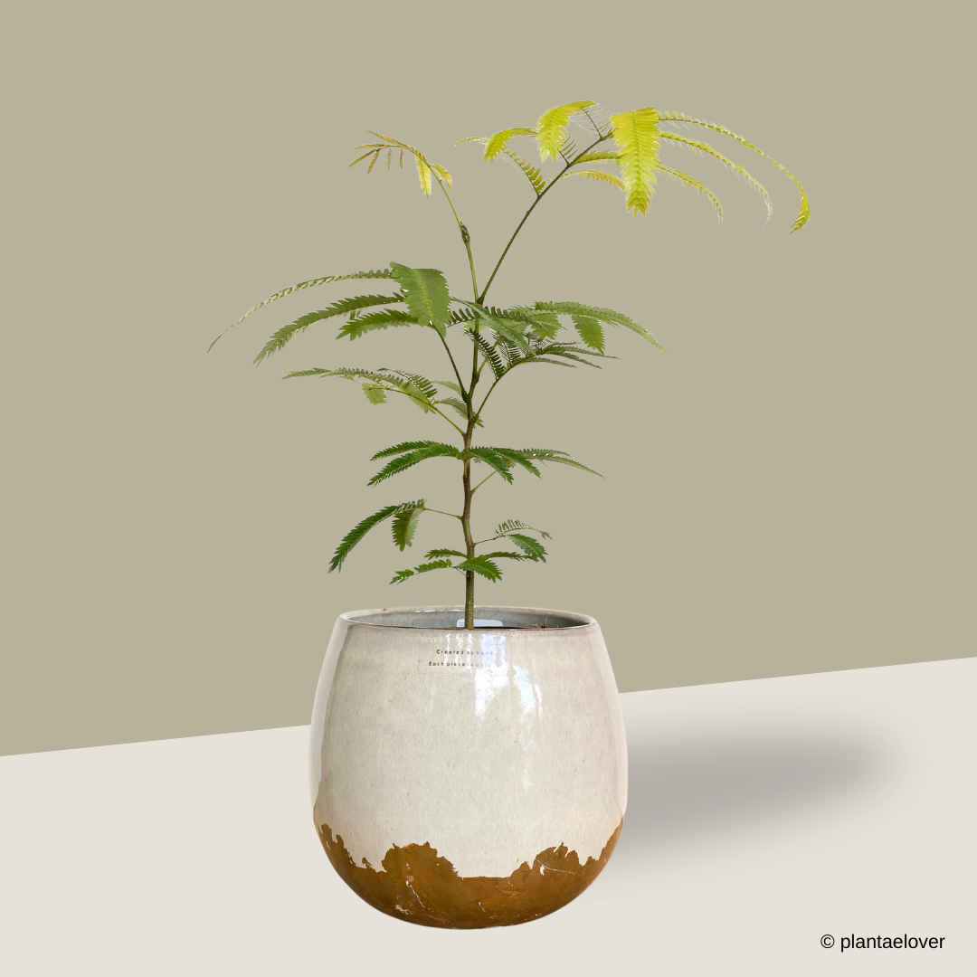 Japanese Everfresh Tree in Artisanal Pot – plantaelover