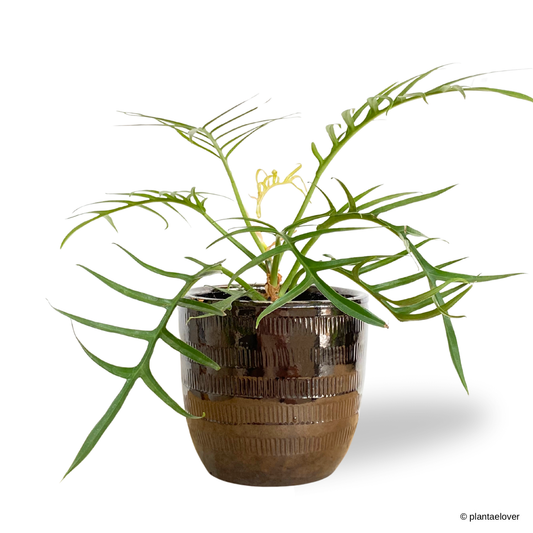 Philodendron Tortum in Cooper Pot