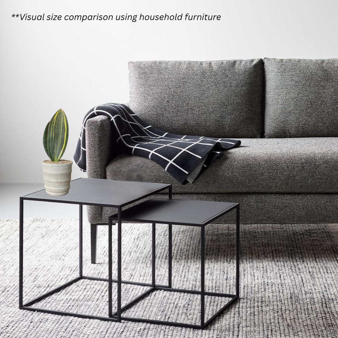 Sansevieria Masoniana Variegata in Oslo Pot