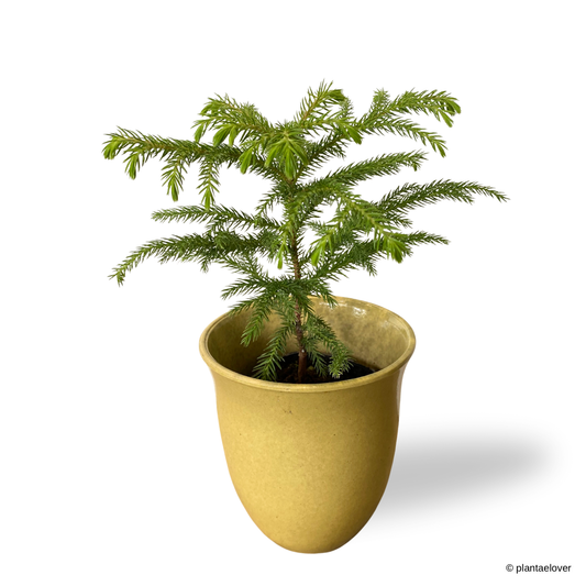 Norfolk Island Pine in Elixa Pot