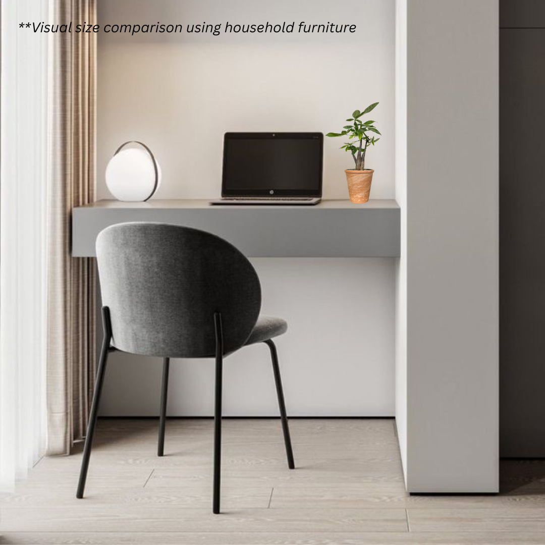 Pachira Aquatica Twisted in SPANG Pot