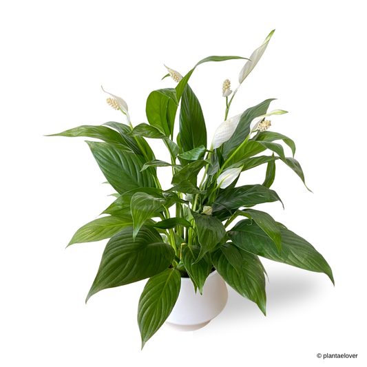 Peace Lily in Lantern Pot