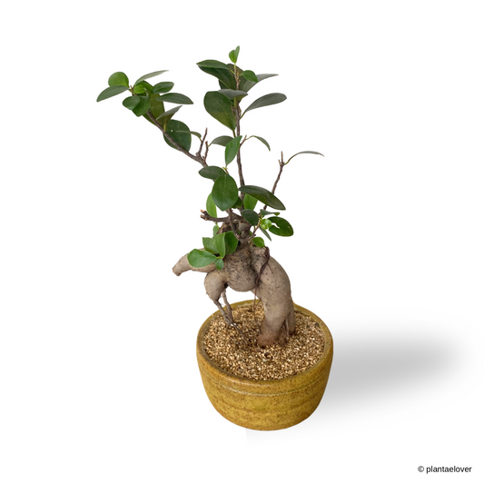 Ficus Retusa in Burlywood Pot
