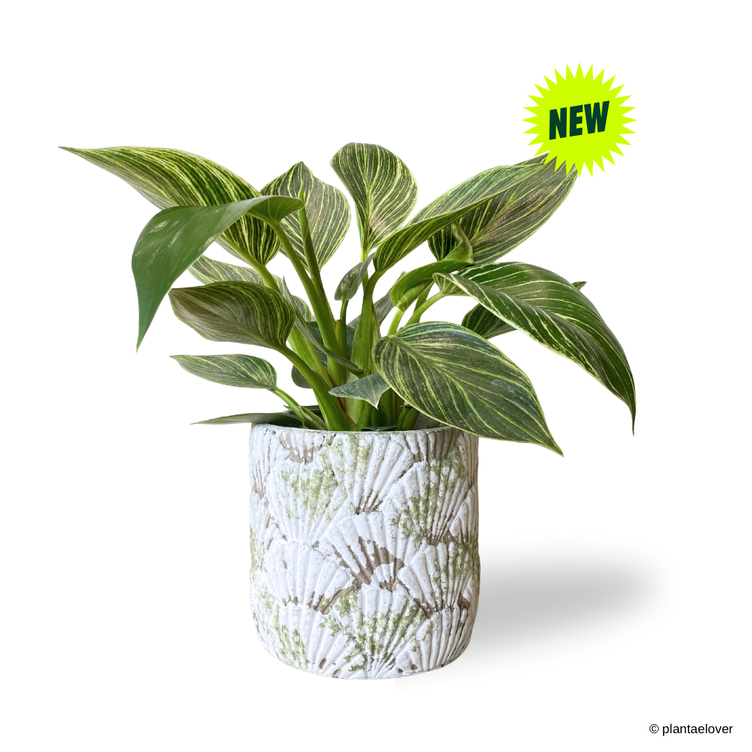 Philodendron Birkin in Greenshell Pot