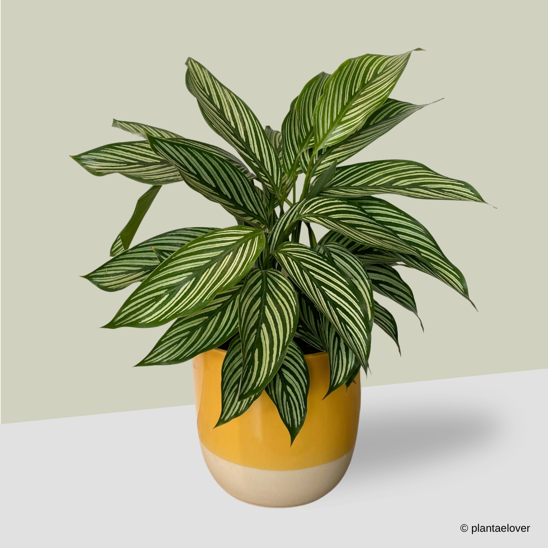 Calathea Vitata in Sunny Pot