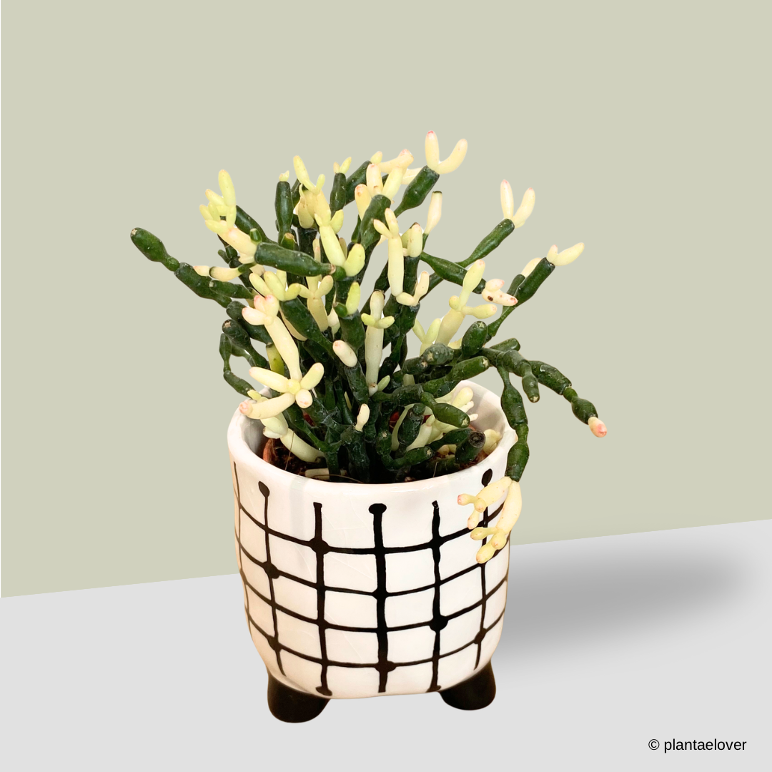 Dancing Bones Cactus in Mono Pot