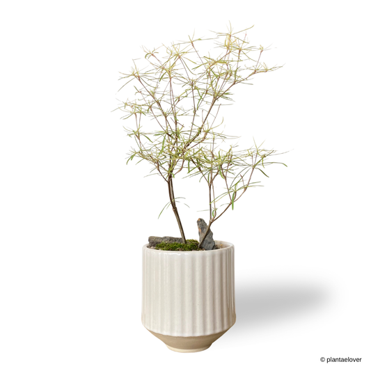 Euphorbia Hedyotoides in Parchment Pot