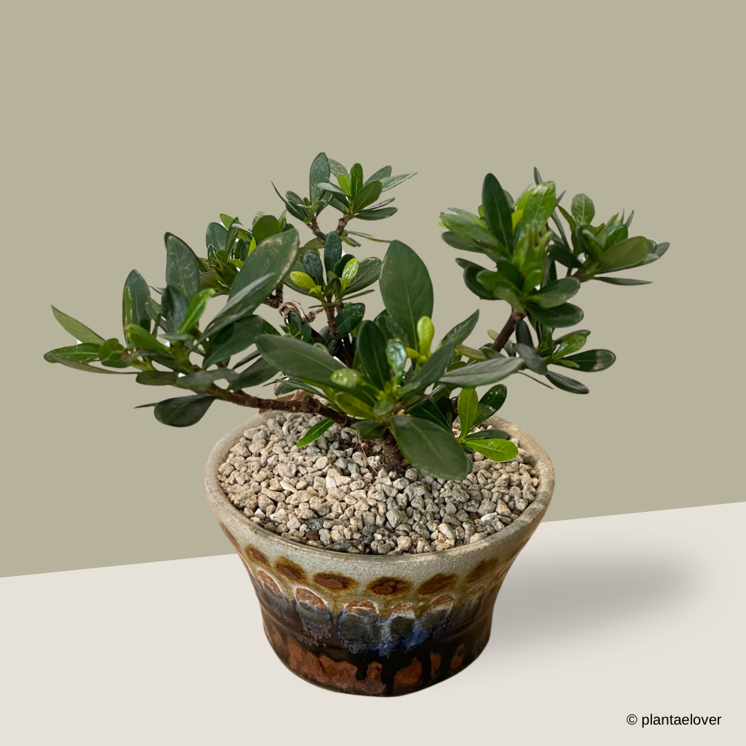 Gardenia in Changi Pot